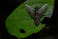 Tachinidae