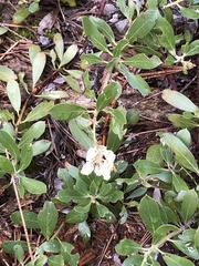 Arctostaphylos nevadensis