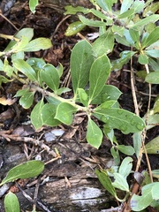 Arctostaphylos nevadensis