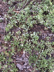 Arctostaphylos nevadensis