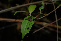 Tachinidae