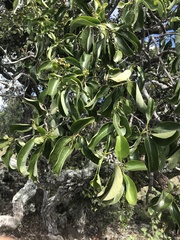 Santalum paniculatum