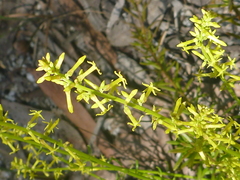 Stackhousia muricata