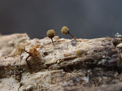 Cribraria rufa