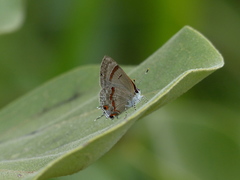 Rubroserrata ecbatana