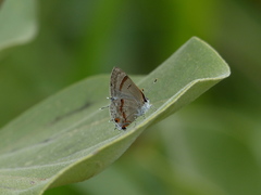 Rubroserrata ecbatana