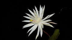Epiphyllum