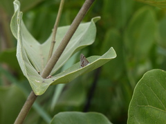 Rubroserrata ecbatana