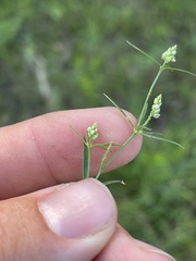 Polygala verticillata isocycla