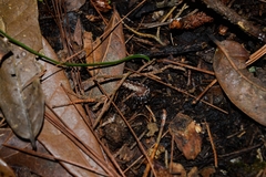 Polydesmida