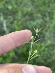 Polygala verticillata isocycla