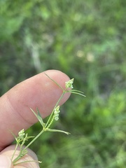 Polygala verticillata isocycla