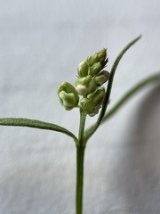 Polygala verticillata isocycla