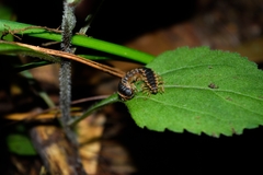 Polydesmida