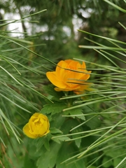 Trollius asiaticus