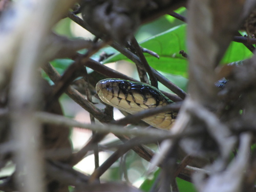 São Tomé Cobra