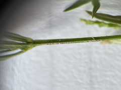 Polygala verticillata isocycla