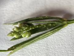 Polygala verticillata isocycla