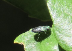 Buprestinae