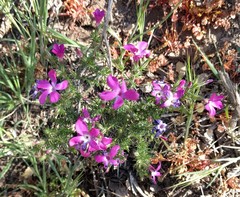 Linanthus californicus