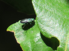 Buprestinae