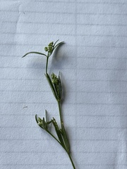 Polygala verticillata isocycla