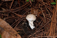 Lycoperdon