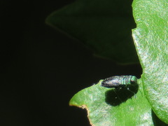 Buprestinae