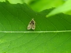 Dichomeris bilobella