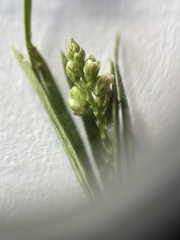 Polygala verticillata isocycla
