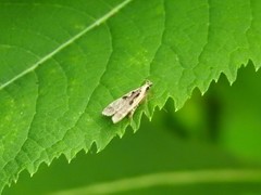 Dichomeris bilobella