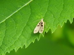 Dichomeris bilobella