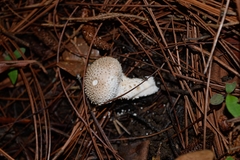 Lycoperdon
