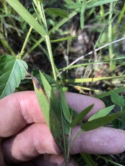 Dichanthelium lanuginosum