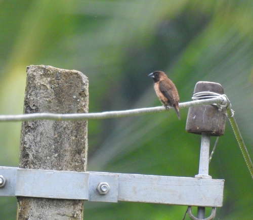 Black-throated Munia (Lonchura kelaarti), photo 8