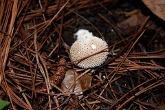 Lycoperdon