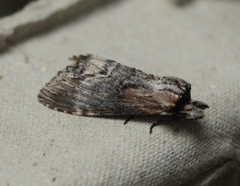 Dasylophia thyatiroides