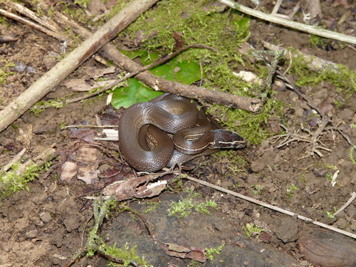Photo of a Boaedon bedriagae (Boaedon bedriagae)