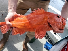 Sebastes ruberrimus