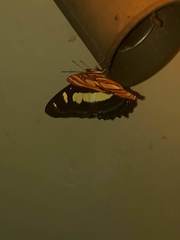 Metamorpha elissa