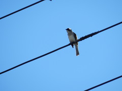 Pycnonotus sinensis formosae