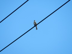 Pycnonotus sinensis formosae