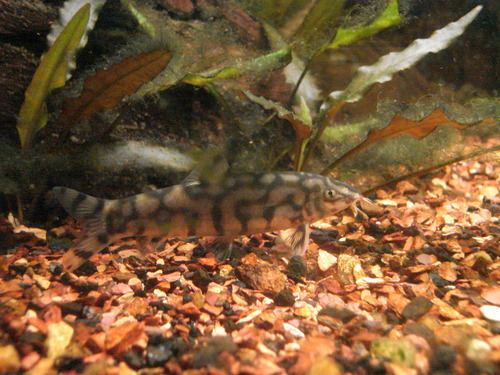 Botia lohachata