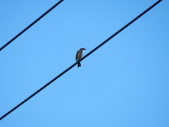 Pycnonotus sinensis formosae