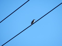 Pycnonotus sinensis formosae