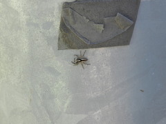 Menemerus bivittatus