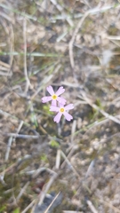 Primula mistassinica