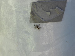 Menemerus bivittatus