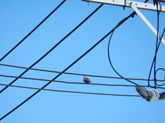 Streptopelia tranquebarica