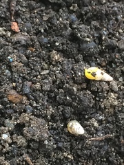 Opeas pyrgula